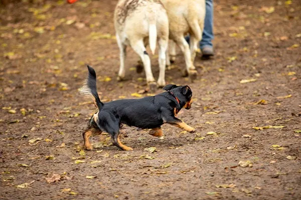 لنکاشایر هیلر (Lancashire Heeler)