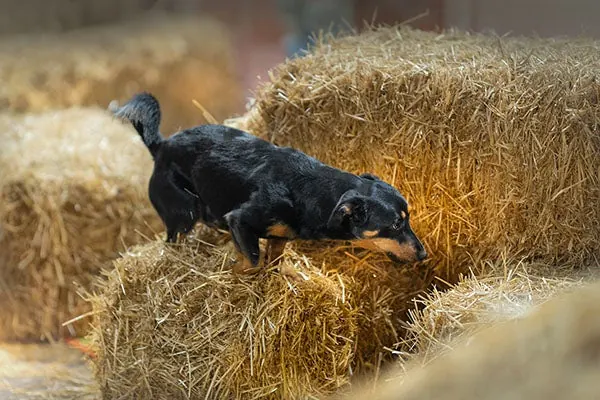 گالری تاریخچه لنکاشایر هیلر (Lancashire Heeler)