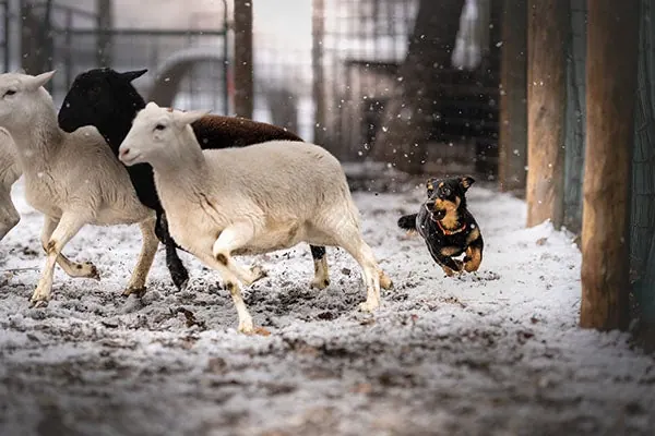 گالری تاریخچه لنکاشایر هیلر (Lancashire Heeler)