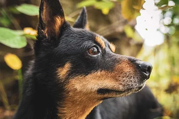 گالری تاریخچه لنکاشایر هیلر (Lancashire Heeler)