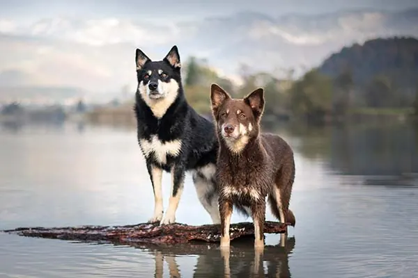 لاپونین هردر (Lapponian Herder)