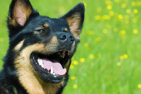 Lapponian Herder