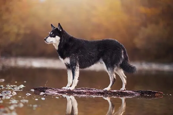 لاپونین هردر (Lapponian Herder)