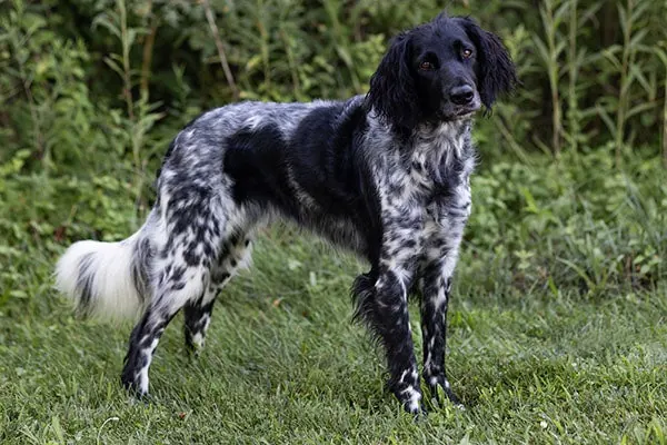 مونسترلندر بزرگ (Large Munsterlander)