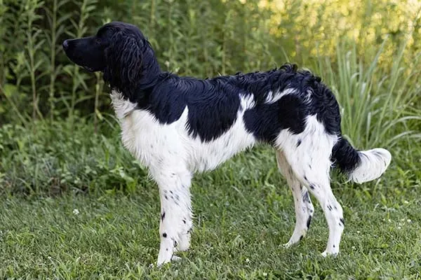 Large Munsterlander