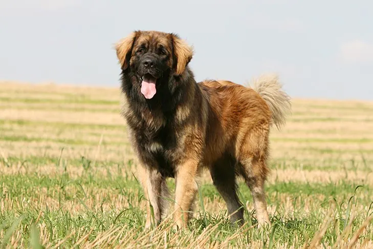 لئونبرگر (Leonberger)