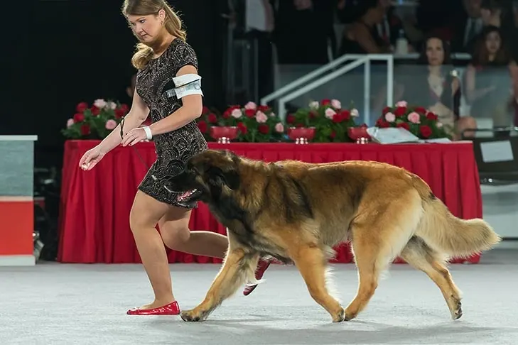 Leonberger