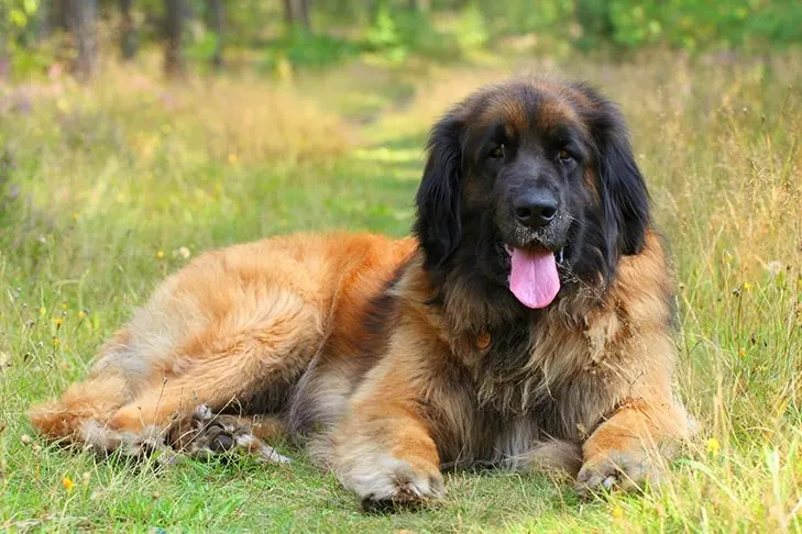 لئونبرگر (Leonberger)