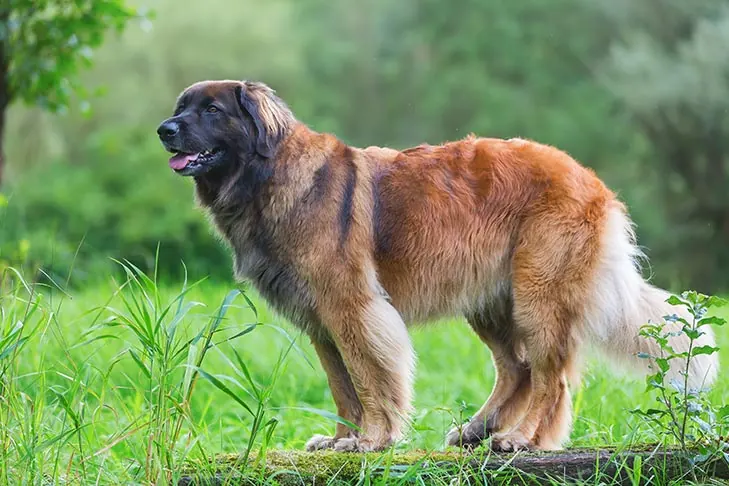 گالری تاریخچه لئونبرگر (Leonberger)