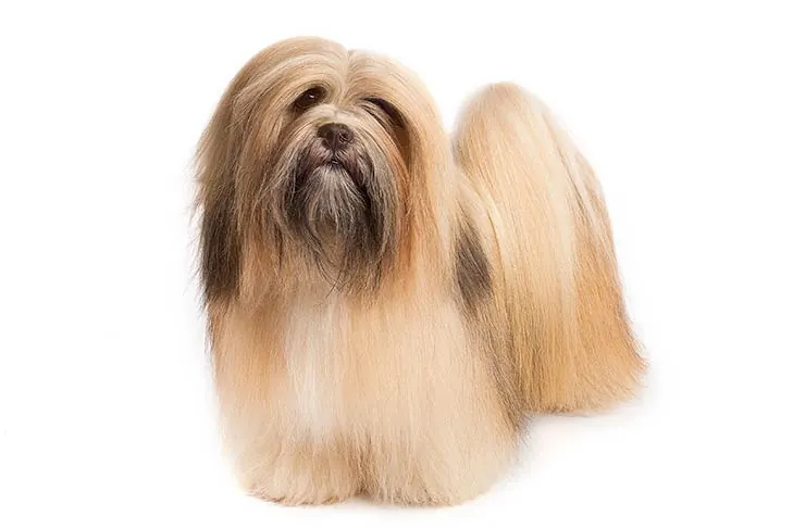لهاسا آپسو (Lhasa Apso)