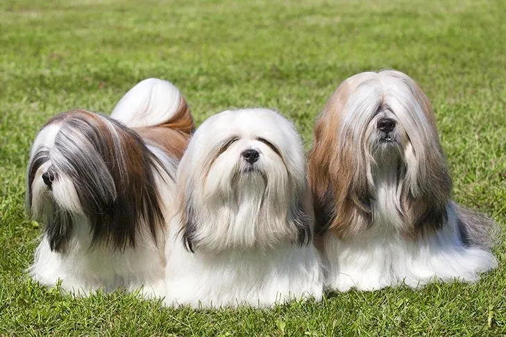 Lhasa Apso