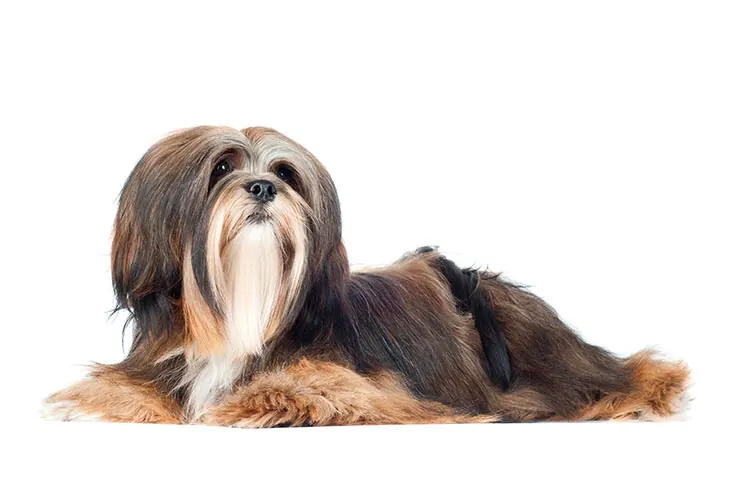لهاسا آپسو (Lhasa Apso)