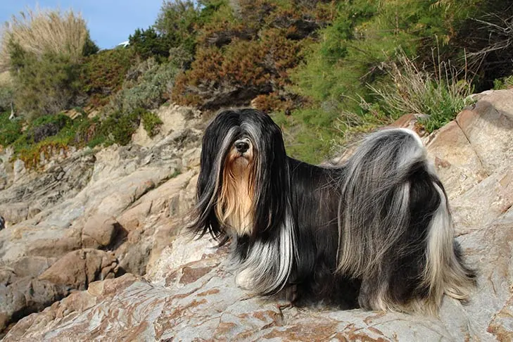 گالری تاریخچه لهاسا آپسو (Lhasa Apso)