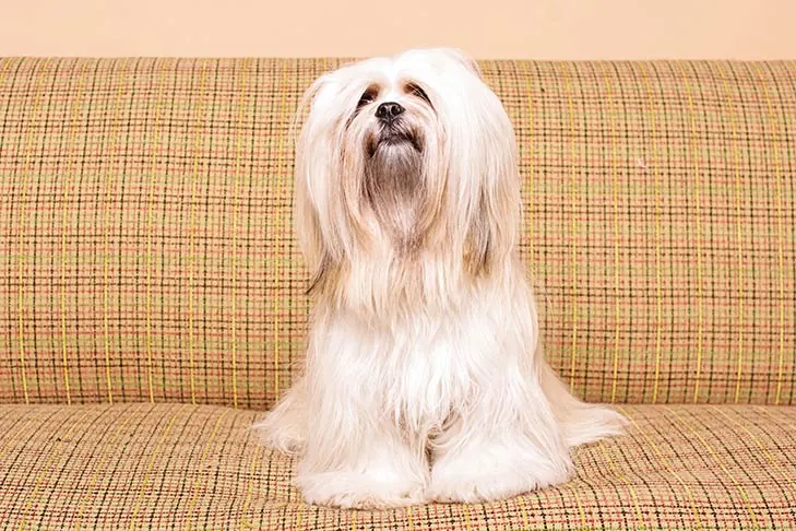 گالری تاریخچه لهاسا آپسو (Lhasa Apso)