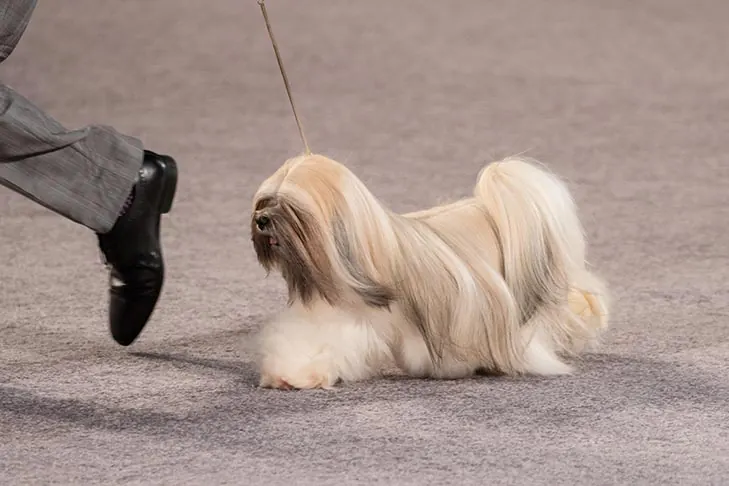 گالری تاریخچه لهاسا آپسو (Lhasa Apso)