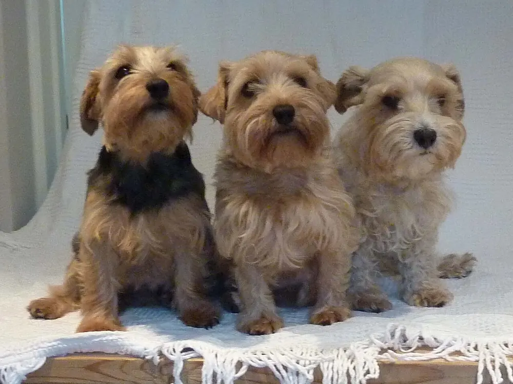لوکاس تریر (Lucas Terrier)