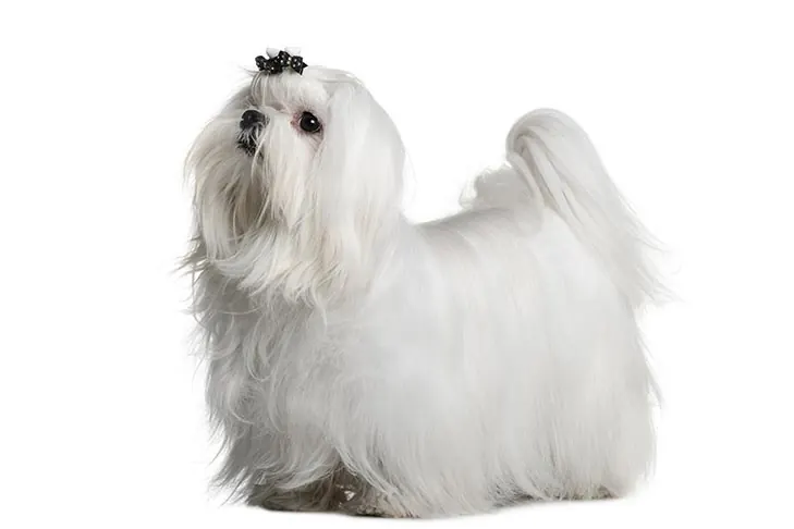Maltese