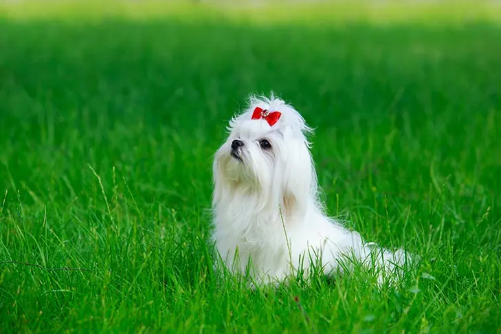 عکس مالتیز