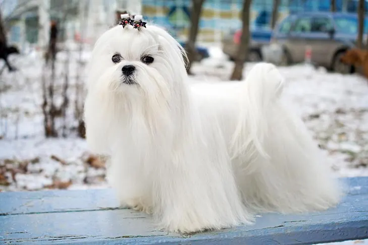 گالری تاریخچه مالتیز (Maltese)
