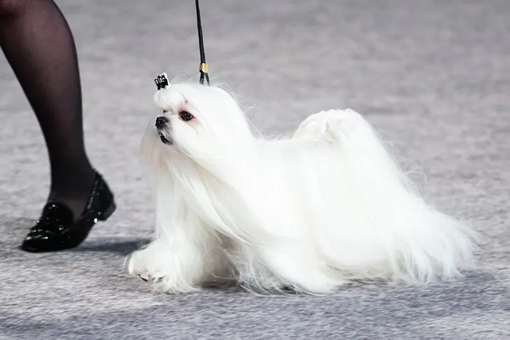 گالری تاریخچه مالتیز (Maltese)