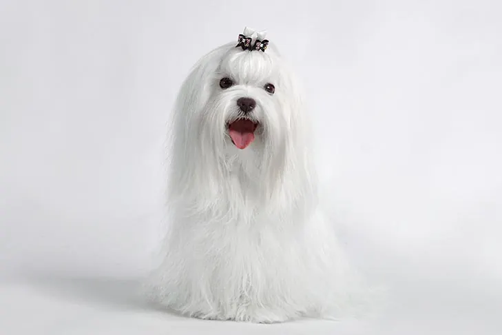 گالری تاریخچه مالتیز (Maltese)