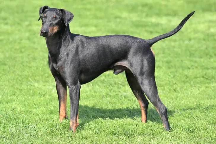 منچستر تریر (استاندارد) (Manchester Terrier (Standard))