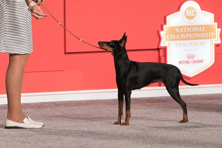 Manchester Terrier (Standard)