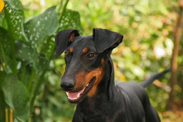 منچستر تریر (استاندارد) (Manchester Terrier (Standard))