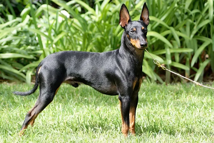 گالری تاریخچه منچستر تریر (استاندارد) (Manchester Terrier (Standard))