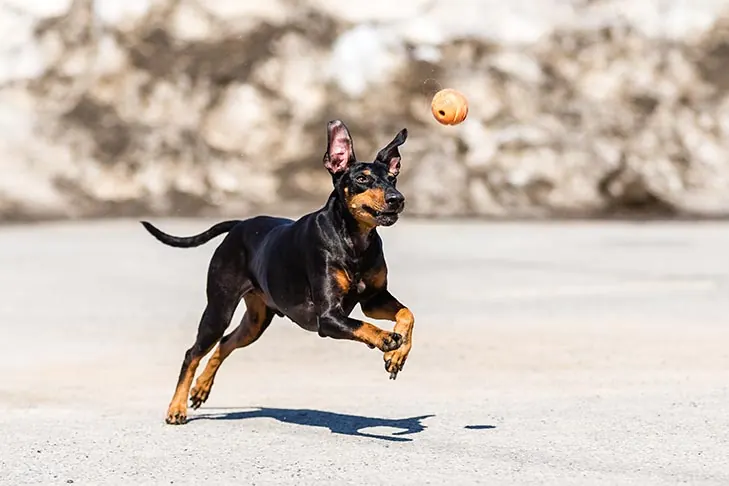 گالری تاریخچه منچستر تریر (استاندارد) (Manchester Terrier (Standard))