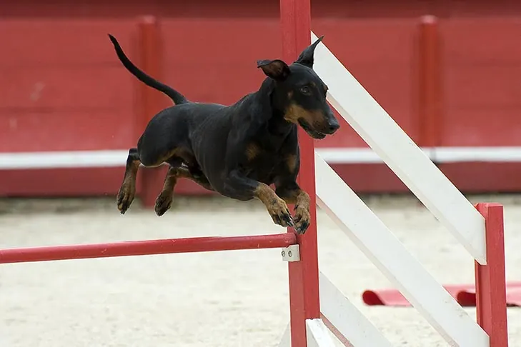 گالری تاریخچه منچستر تریر (استاندارد) (Manchester Terrier (Standard))