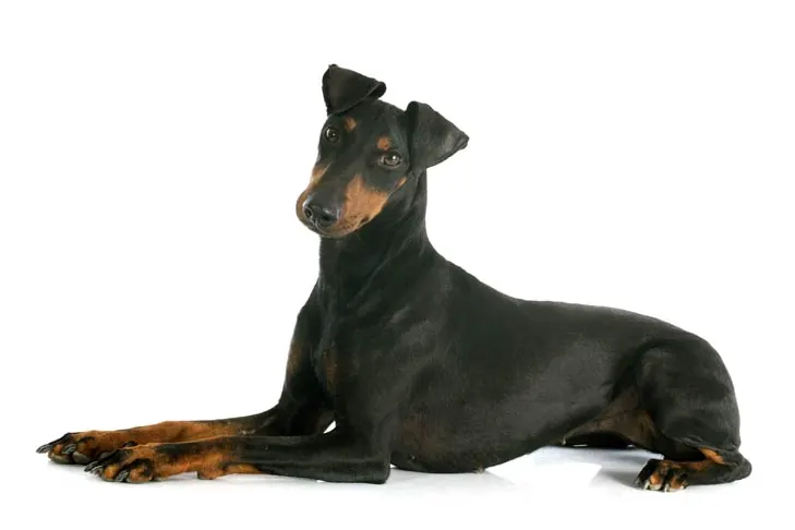 گالری تاریخچه منچستر تریر (استاندارد) (Manchester Terrier (Standard))