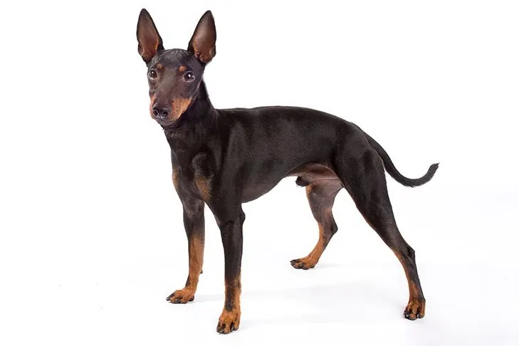 منچستر تریر (تویی) (Manchester Terrier (Toy))