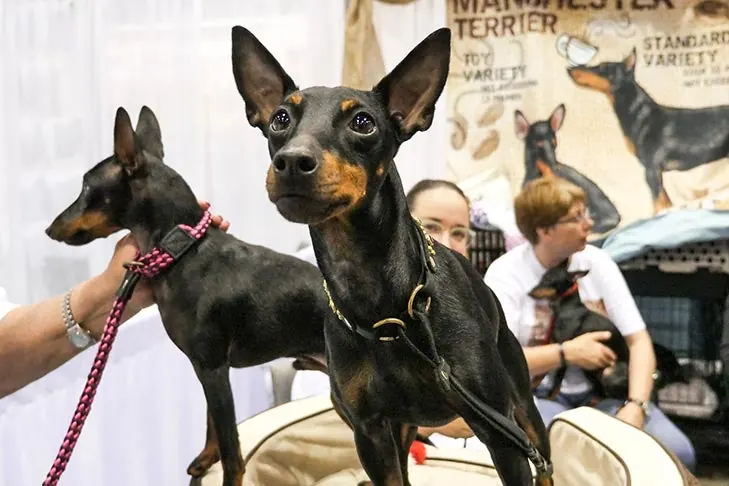 Manchester Terrier (Toy)