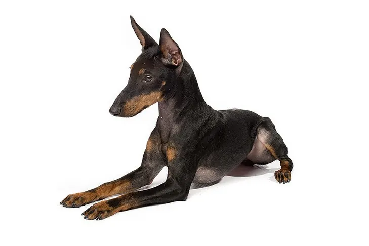 منچستر تریر (تویی) (Manchester Terrier (Toy))