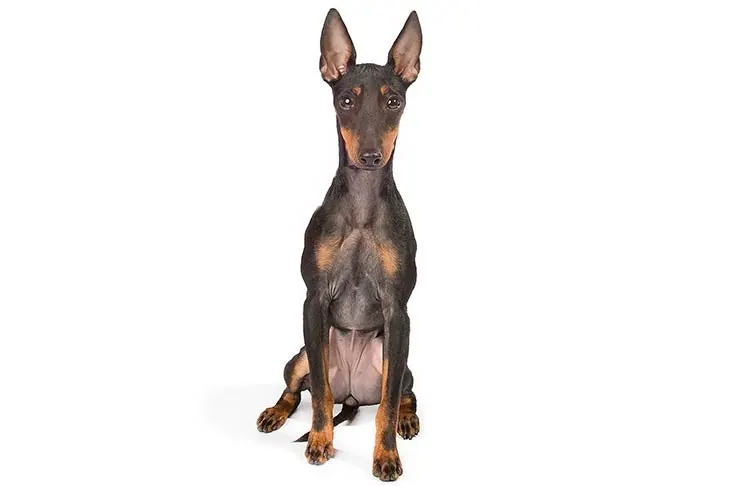 گالری تاریخچه منچستر تریر (تویی) (Manchester Terrier (Toy))