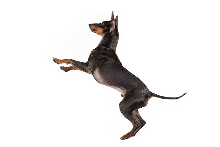 گالری تاریخچه منچستر تریر (تویی) (Manchester Terrier (Toy))
