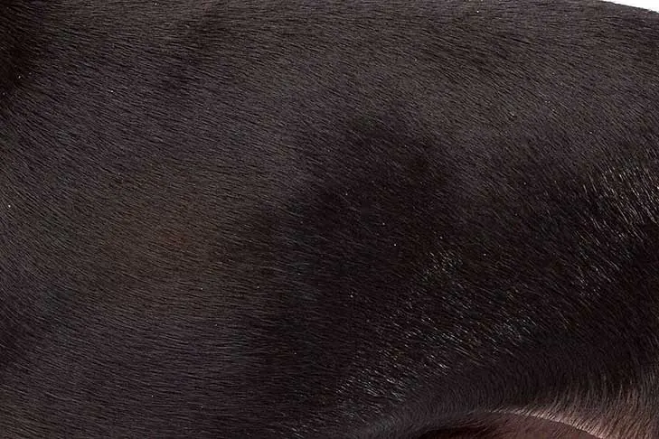 گالری تاریخچه منچستر تریر (تویی) (Manchester Terrier (Toy))