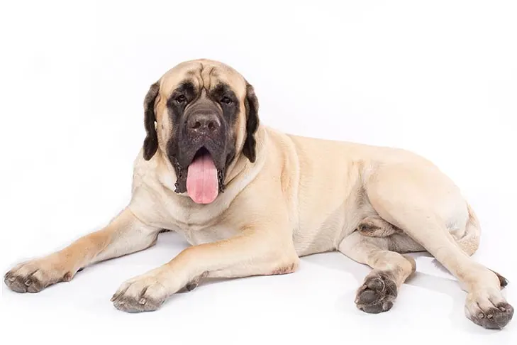 ماستیف (Mastiff)