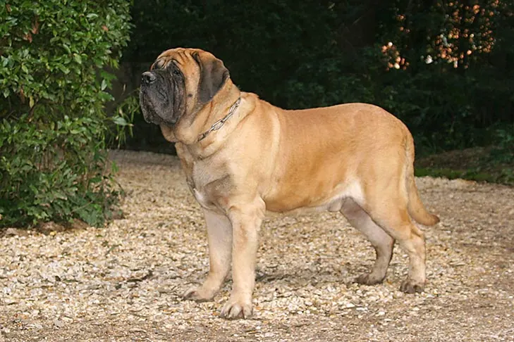 Mastiff