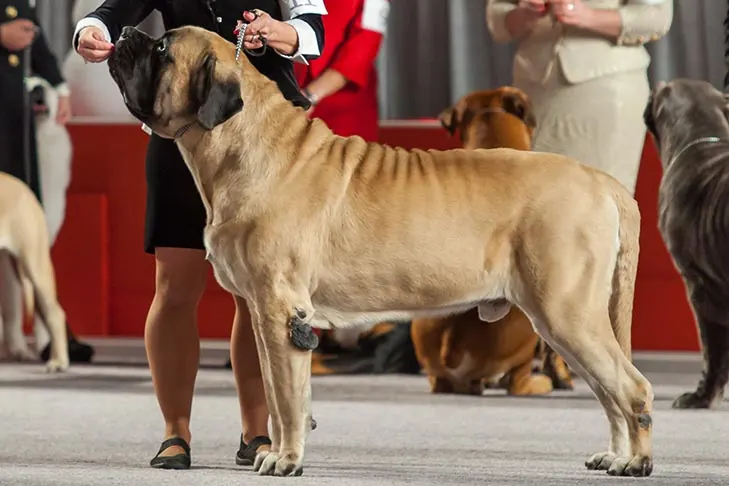 ماستیف (Mastiff)