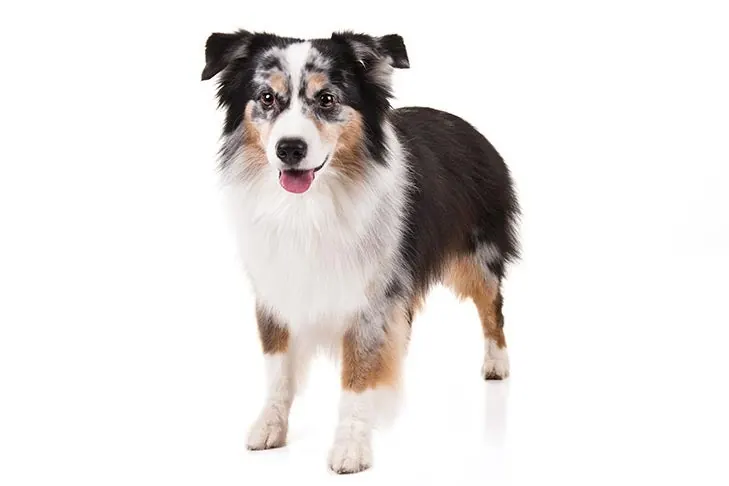 مینیاتور آمریکن شپرد (Miniature American Shepherd)