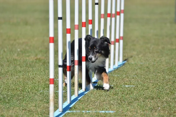 Miniature American Shepherd