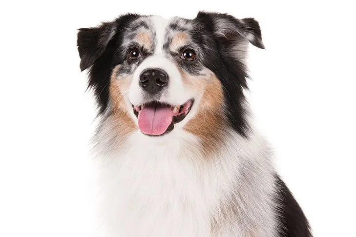 مینیاتور آمریکن شپرد (Miniature American Shepherd)