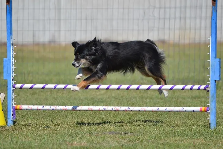 گالری تاریخچه مینیاتور آمریکن شپرد (Miniature American Shepherd)