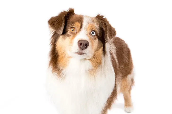 گالری تاریخچه مینیاتور آمریکن شپرد (Miniature American Shepherd)
