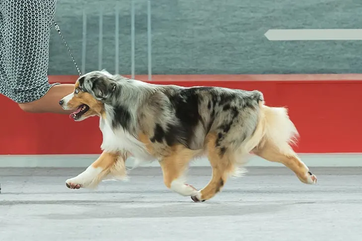 گالری تاریخچه مینیاتور آمریکن شپرد (Miniature American Shepherd)