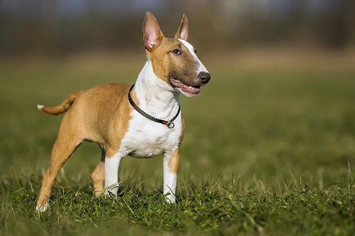 مینیاتور بول تریر (Miniature Bull Terrier)