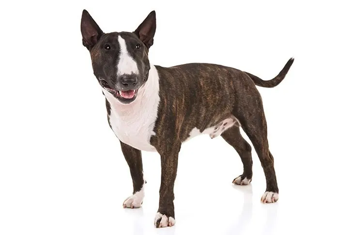 Miniature Bull Terrier