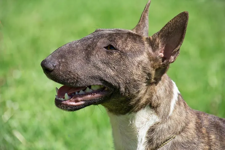 مینیاتور بول تریر (Miniature Bull Terrier)